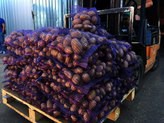 Где выращивают картофель в нижегородской области