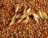 Какие сорта пшеницы выращивают в ставропольском крае?