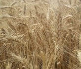 Какие сорта пшеницы выращивают в ставропольском крае?
