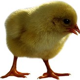 ЛПХ Воронежский Инкубатор