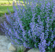   "Blue Wonder" ( ) (MLK/1,5/2)