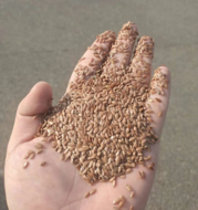 Linseed CIF Tianjin