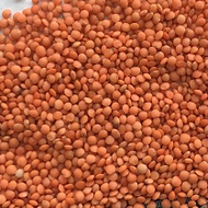 Red lentils CIF Bandar Amirabad Iran