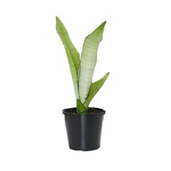  Sansevieria Trifasciata Moonshine D9