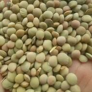 Green lentil DAP Astara Iran