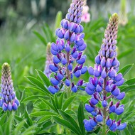   -  500 . (. Lupinus angustifolius L)