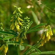   -  500 . (. Melilotus officinalis (L.) Desr.)..