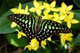  Graphium agamemnon   -