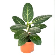     Ficus Audrey D 12