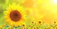      (, Syngenta) (learfield ..