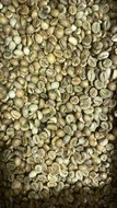    ROBUSTA GREEN COFFEE BEANS Screen 15 FULL WASHED, EQUATORIAL BEANS FACTORY LTD, 