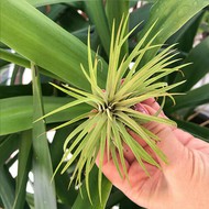   Ionantha red clumb