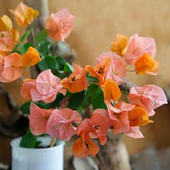  Bougainvillea Dusty Miller 